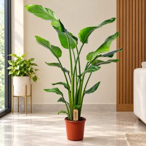 Indoor Plants
