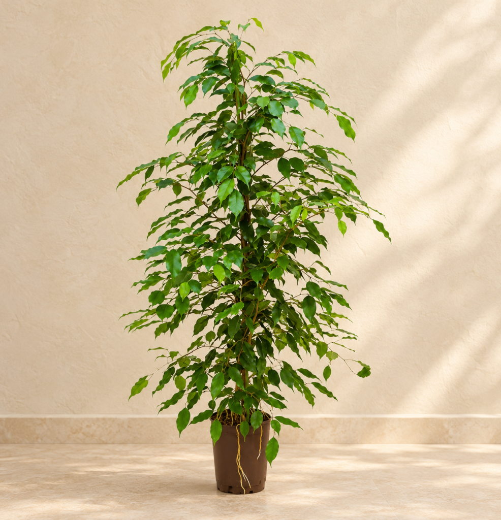 Ficus Benjamina