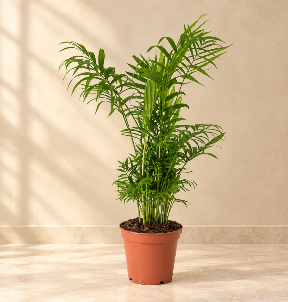 Chamaedorea Elegans (S)
