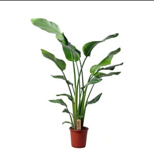 Strelitzia Nicolai 3pp